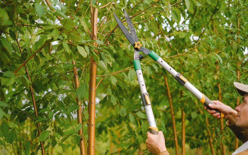 Tree trimming in Elkport, IA